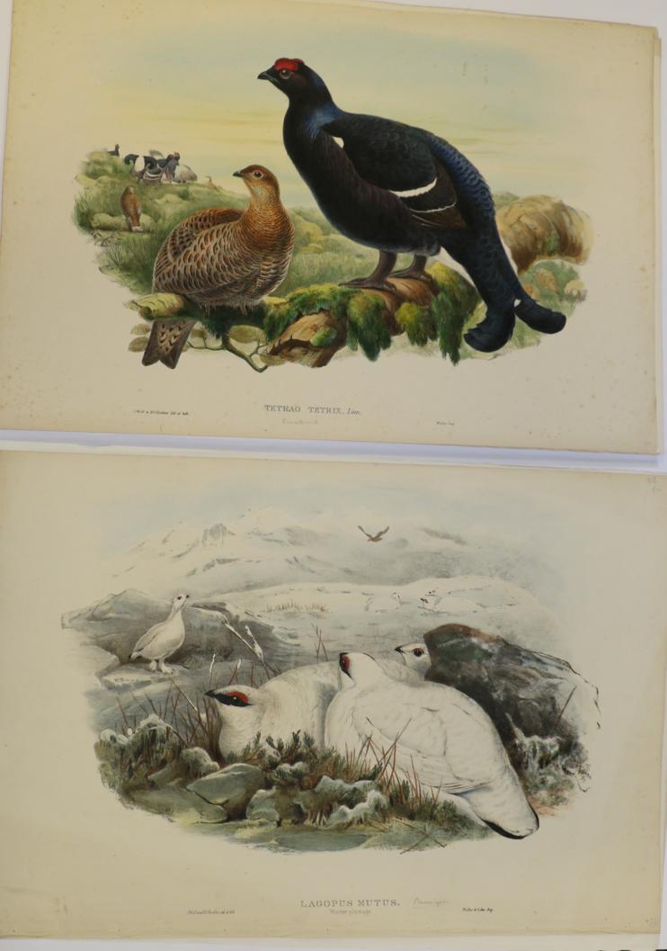 John Gould (British, 1804-1881) Lagopus Mutus [Ptarmigan]; Tetrao Tetrix [Black Grouse]; Red-