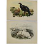 John Gould (British, 1804-1881) Lagopus Mutus [Ptarmigan]; Tetrao Tetrix [Black Grouse]; Red-