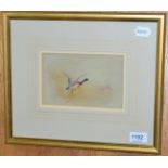 Attributed to J A Stinton, watercolour of a Mallard taking flight, signed lower left, famed and