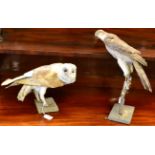 Barn owl (Tito alba) and female sparrowhawk (Accipter nisus), both circa 1895, both full mounts, the