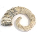 A Large Uncoiled Speeton Clay Ammonite, Scarborough, Distiliceras Pavlovi, Cretaceous, 80 million