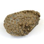 A Fossilized Coral Specimen, Lithostrotion in carboniferious limestone 300,000,000+ years old from