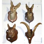 Taxidermy: three Roe deer doe head mounts on shields circa late 20th century and a pair of