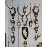 Taxidermy: European Red Deer (Cervus elaphus) four sets of killer antlers on oak shields, ten sets