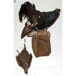 Taxidermy: Black Grouse (Lyrurus tetrix) male full mount stood upon a faux rock ledge with tail