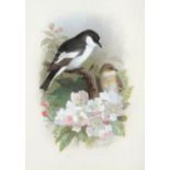 Archibald Thorburn (1860-1935) ''Pied Flycatcher'' Signed, watercolour and gouache, 23.5cm by 17cm