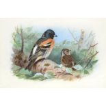 Archibald Thorburn (1860-1935) ''Brambling'' Signed, watercolour and gouache, 16cm by 24cm See