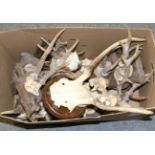 Taxidermy: Roe Buck (Capreolus capreolus) seven sets of antlers on matching oak shields some dated