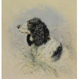 William Woodhouse (1857-1937) Study of a Springer Spaniel in vegetation Watercolour, 21cm by 19.5cm