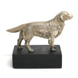 A Nickel Plated Car Mascot in the form of a Retriever, realistically modelled standing on an