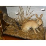 Taxidermy:- Victorian cased display of a stuffed rabbit and a wading bird