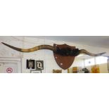 Victorian mounted pair of Scottish Highland cattle horns