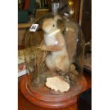 Taxidermy:- Stuffed red squirrel with nut, under a glass dome