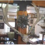 Stag's antlers