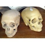 Two anatomical resin skull models