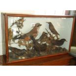 Taxidermy - cased display of nine various British birds