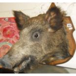 Taxidermy - stuffed & mounted wild boar's head on oak backboard