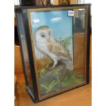 Taxidermy- a fine Barn Owl mounted in black-framed case