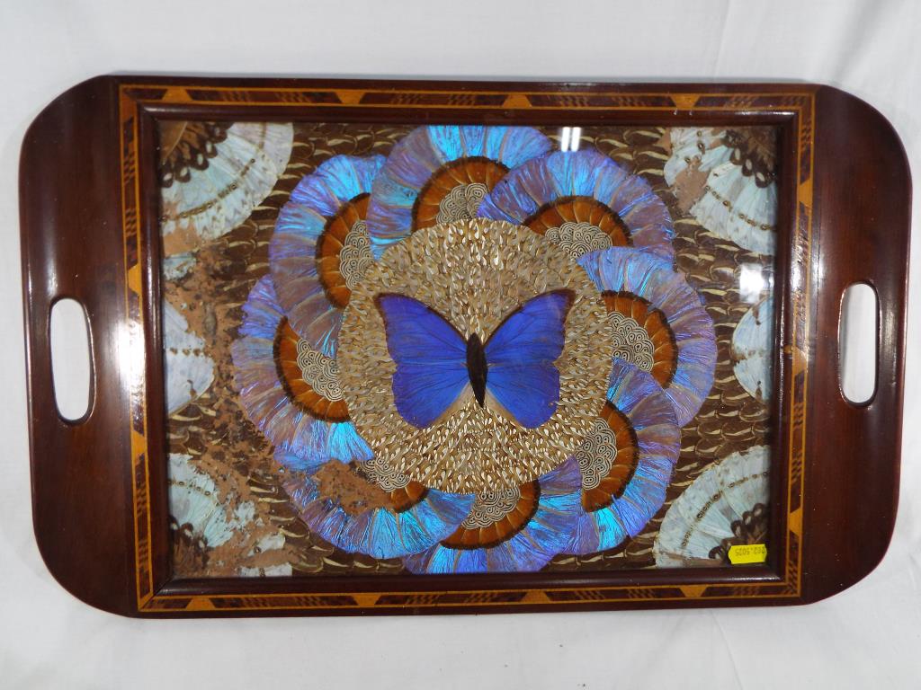 A hardwood tray, inset with a display of exotic butterfly wings,