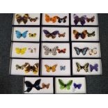 approx 14 Mayfair edition butterflies, boxed.