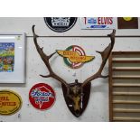 Large set of fallow deer antlers,