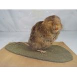 Taxidermy - an early 20th century taxidermy example of a Water Vole within a glass case,