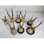 Eight sets of roe deer antlers Est £40 - £60