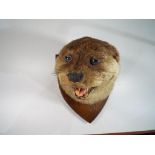 Taxidermy - a 20th century taxidermy example of the head of an Otter mounted on a wooden shield