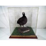 Taxidermy - an early 20th century taxidermy example of a Coot (bird) set within a naturalistic