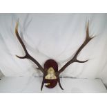 A mounted pair of antlers.