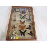 A wall hanging display case containing 17 different breeds of different kinds of butterflies,