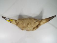 Taxidermy - a mounted pair of bull's horns - Est £30 - £50