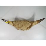 Taxidermy - a mounted pair of bull's horns - Est £30 - £50