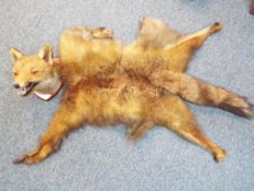 Taxidermy - a good quality taxidermy fox's head mounted on a wooden shield, marked to the back W.H.