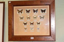 Framed collection of lepidoptery specimens