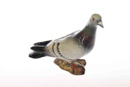 Beswick pigeon,