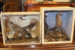 Two cased taxidermy of birds