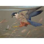 RALSTON GUDGEON (1910-1984), A PEREGRINE FALCON SWOOPING TO CATCH A DRAGONFLY, signed lower right,