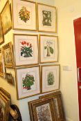 Set of six framed floral studies and pair gilt framed floral prints,