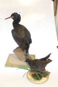Cased taxidermy of a shag and taxidermy of a moor hen