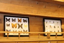 Framed butterfly specimens and framed insect specimens (2)