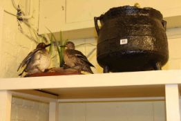 Cast metal cauldron and taxidermy of two ducks