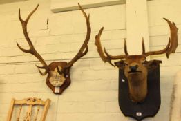 Shield mounted stags head and mounted antlers