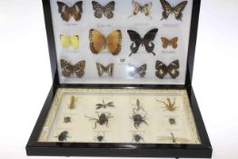 Two framed butterfly and insect displays