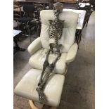 A human skeleton,