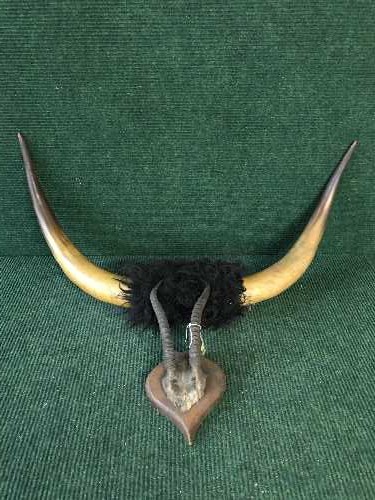 A pair of cow horns together with a pair of antlers mounted on a mahogany shield