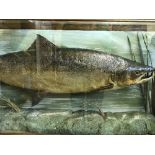 A taxidermy fish in display case - Salmon