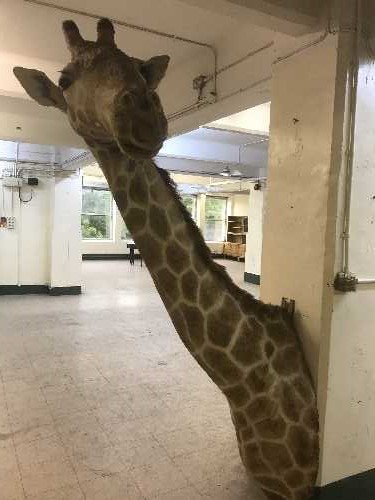 A full length taxidermy giraffe neck