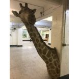 A full length taxidermy giraffe neck