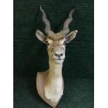 A taxidermy sprial horned antelope